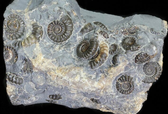 Ammonite (Promicroceras) Fossil Cluster - Somerset, England #63496